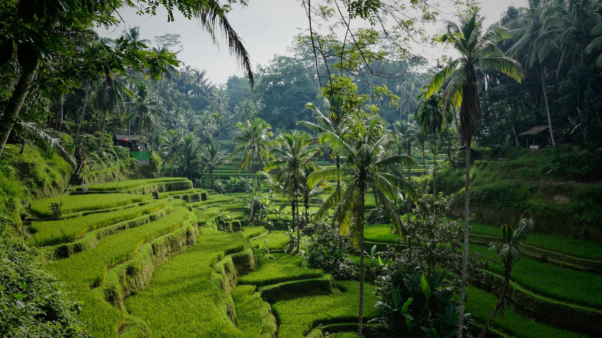 Hamparan sawah hijau yang tenang, pemandangan utama dari retret kecil di Bali
